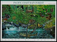 Pacific Coast Rain Forest
